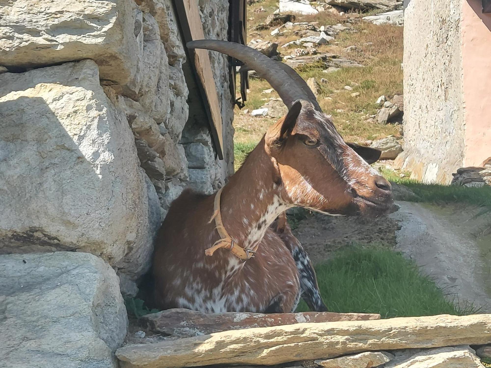 Gran Paradiso Alpette 외부 사진