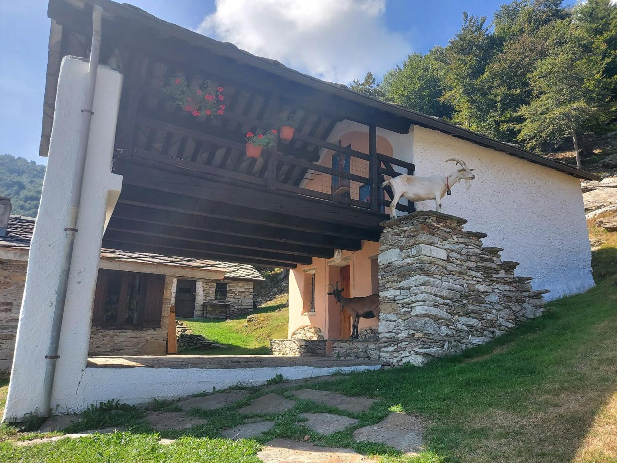 Gran Paradiso Alpette 외부 사진